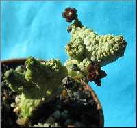 Anomalluma dodsonianus